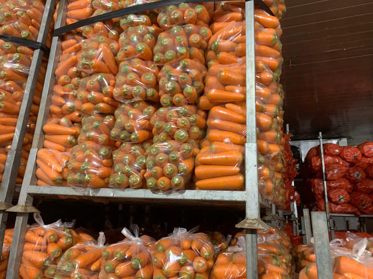 Cà rốt rớt giá, nhiều nông dân Hải Dương đối mặt nguy cơ thua lỗ