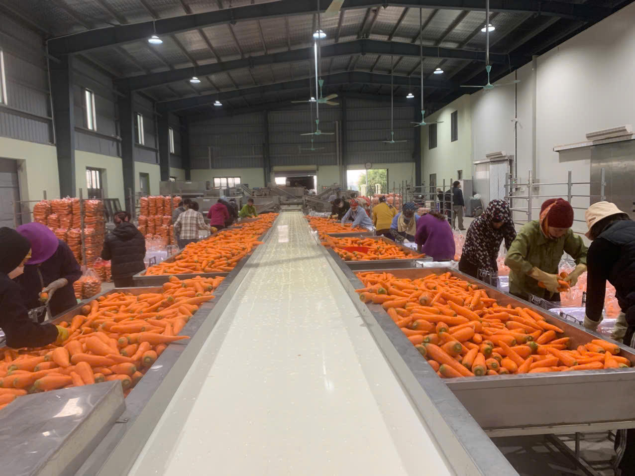 Cà rốt rớt giá, nhiều nông dân Hải Dương đối mặt nguy cơ thua lỗ