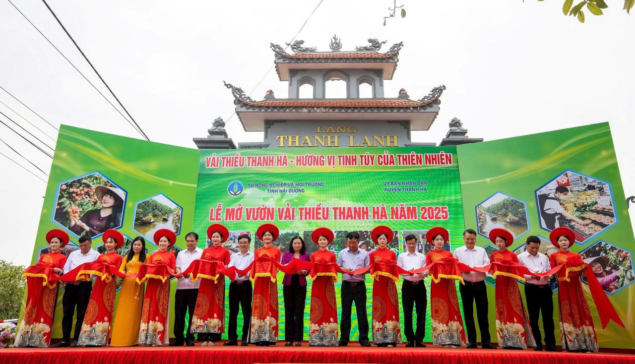  Lễ mở cửa vườn vải thiều 2025 - Hải Dương mùa vải chín