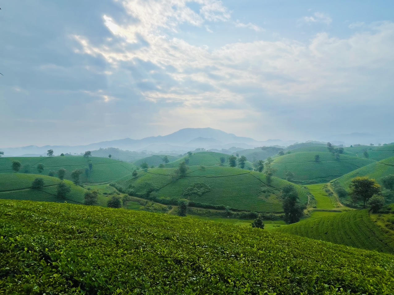 Ngất ngây trước vẻ đẹp tinh khôi của đồi chè Long Cốc