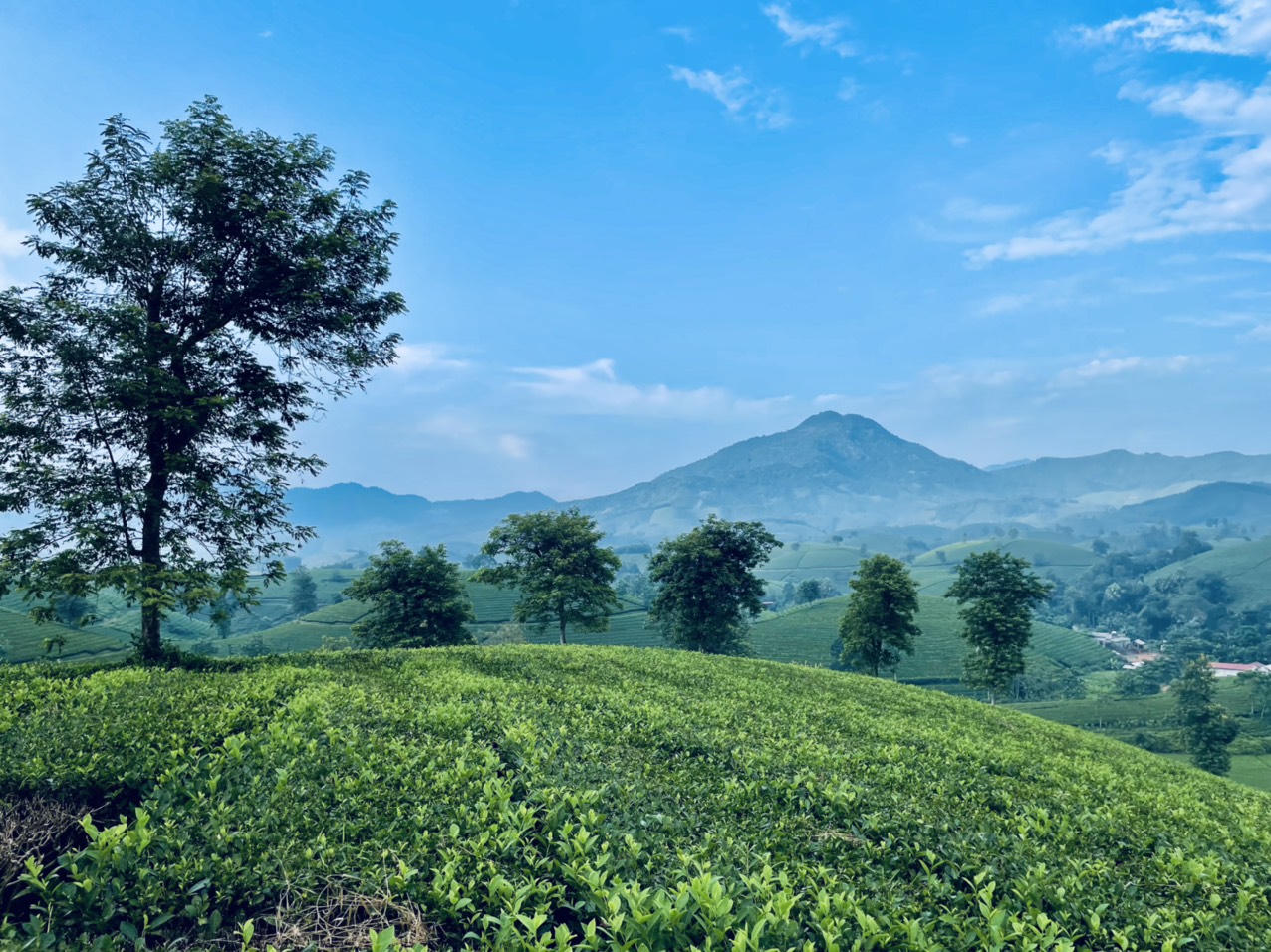 Ngất ngây trước vẻ đẹp tinh khôi của đồi chè Long Cốc