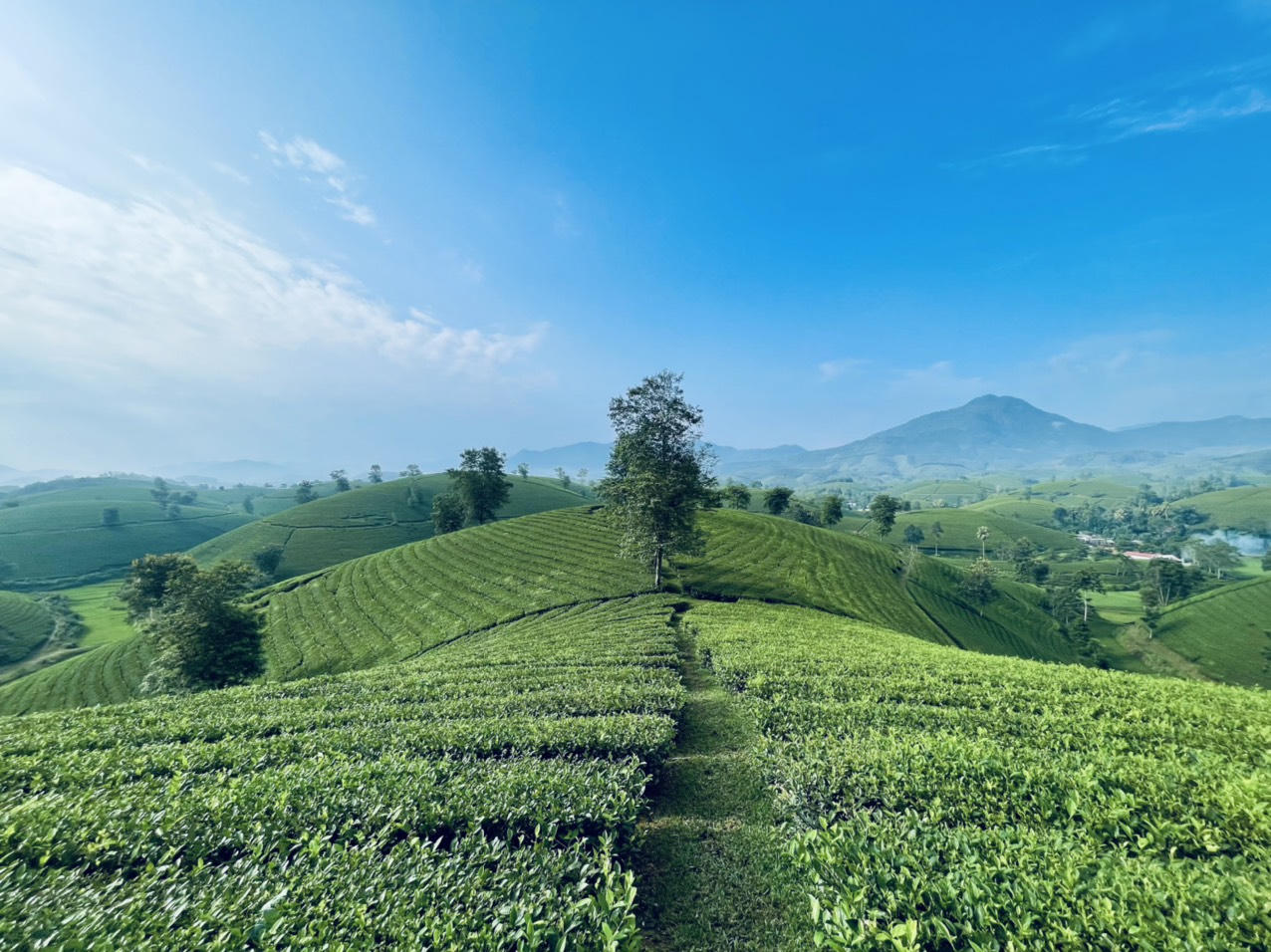 Ngất ngây trước vẻ đẹp tinh khôi của đồi chè Long Cốc