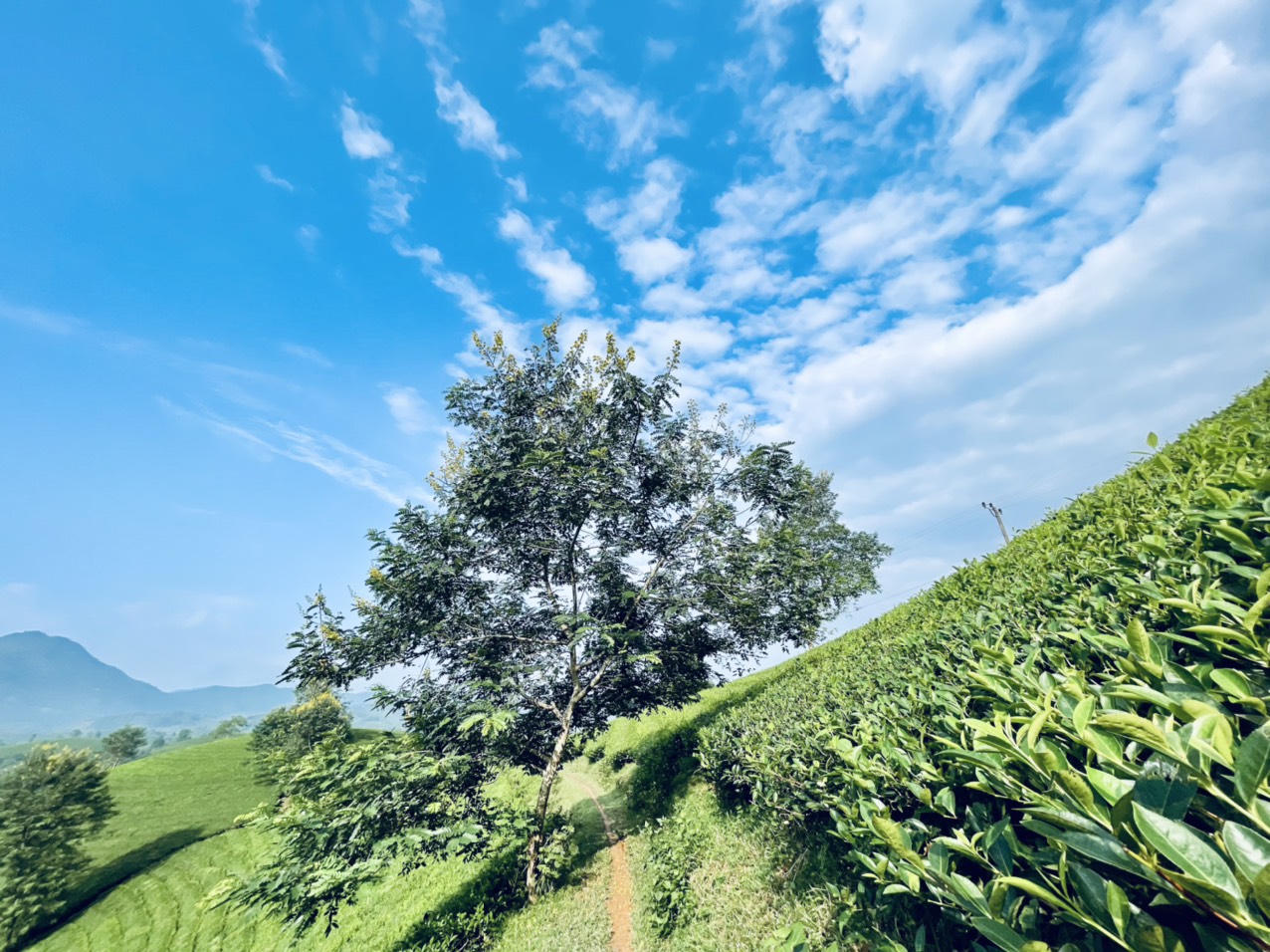 Ngất ngây trước vẻ đẹp tinh khôi của đồi chè Long Cốc