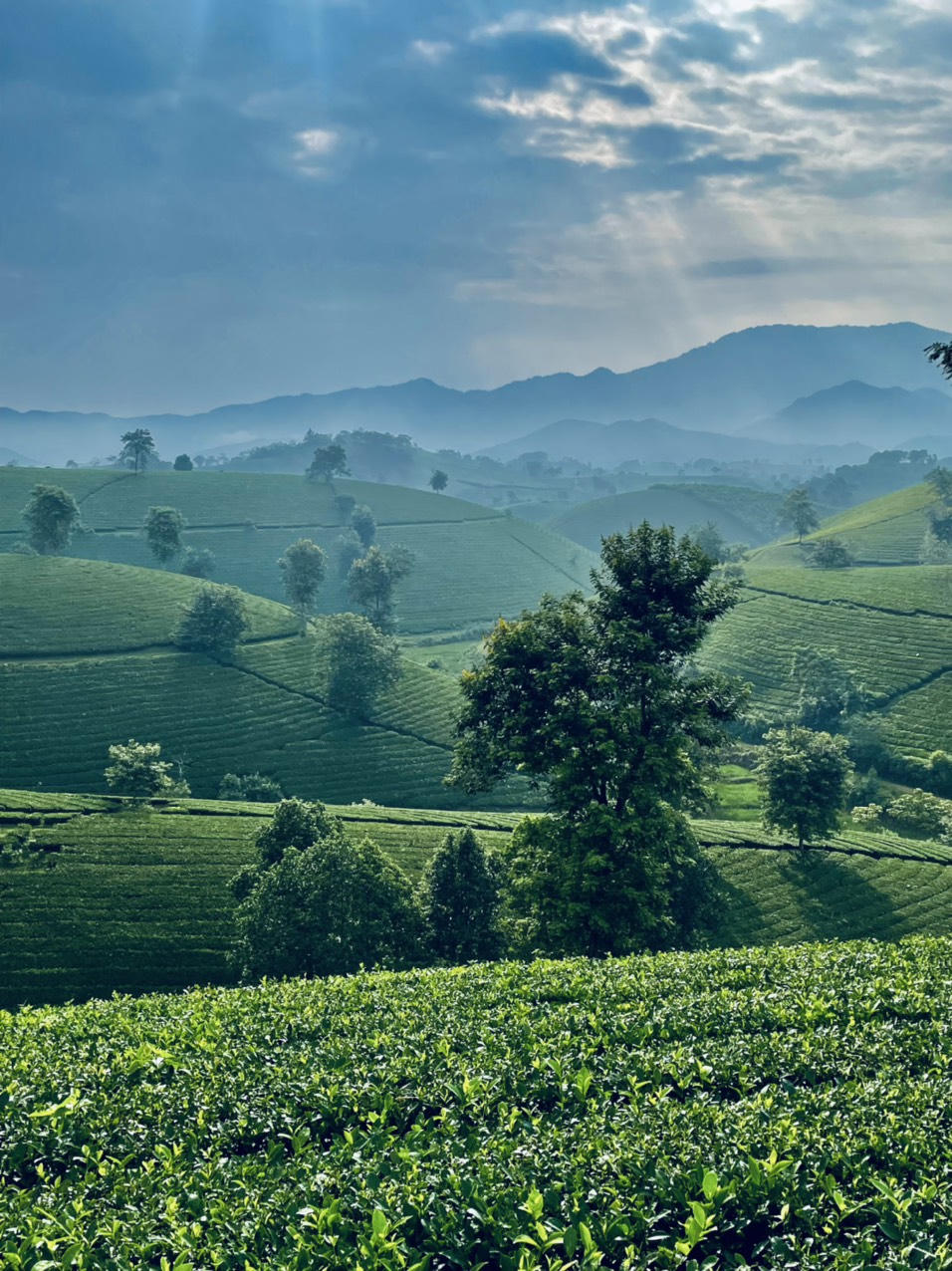 Ngất ngây trước vẻ đẹp tinh khôi của đồi chè Long Cốc