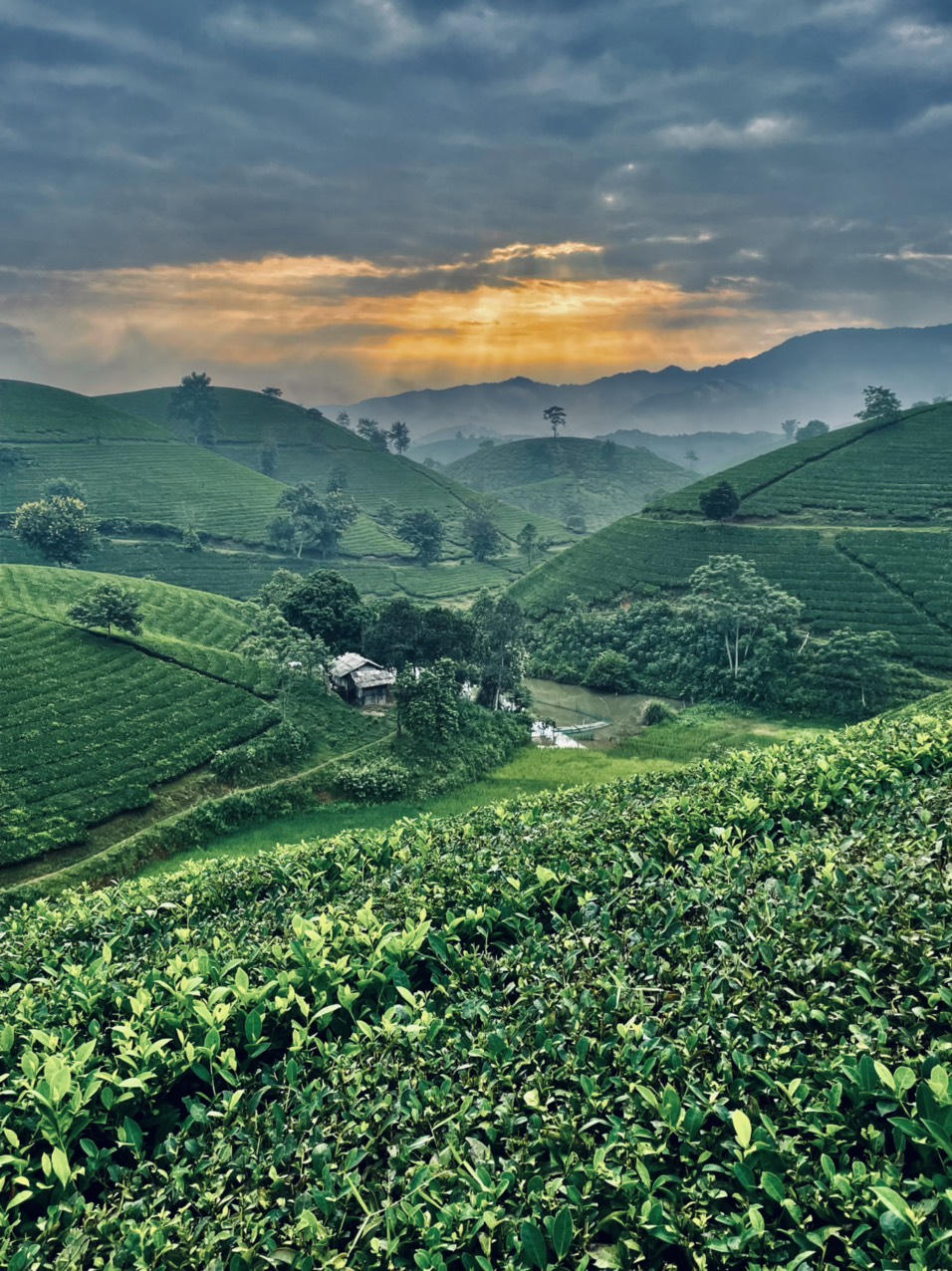 Ngất ngây trước vẻ đẹp tinh khôi của đồi chè Long Cốc