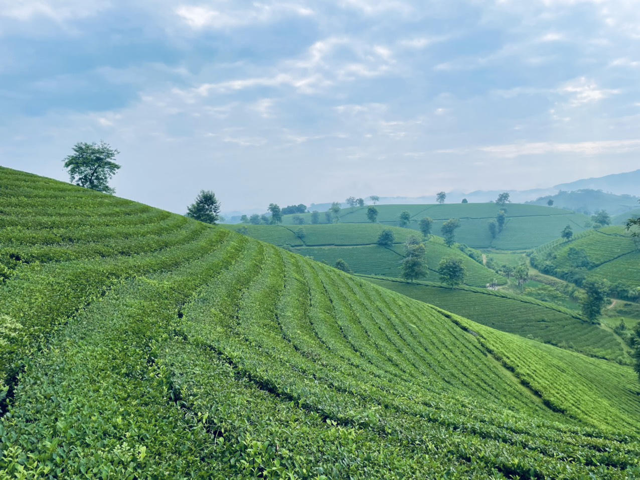 Ngất ngây trước vẻ đẹp tinh khôi của đồi chè Long Cốc