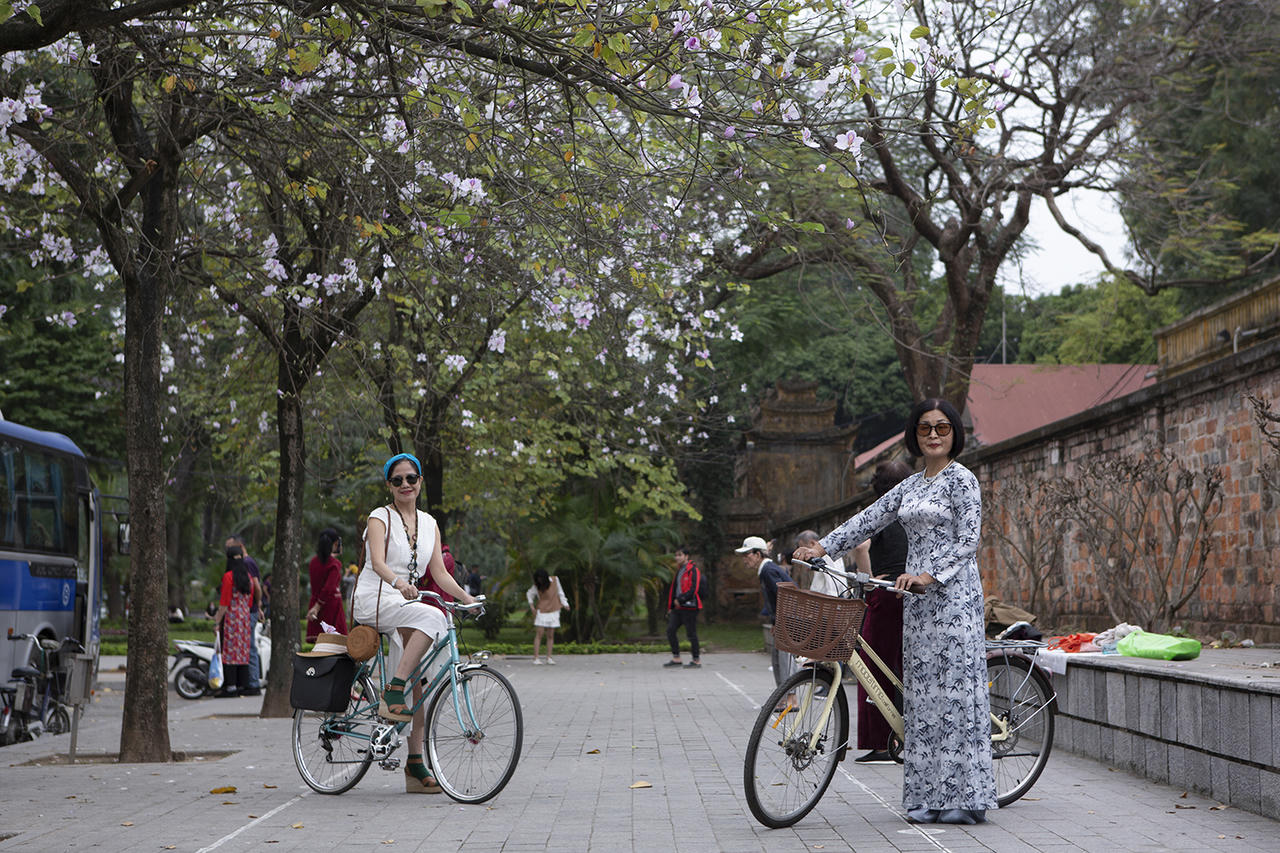 Hoa ban khoe sắc giữa lòng Hà Nội 