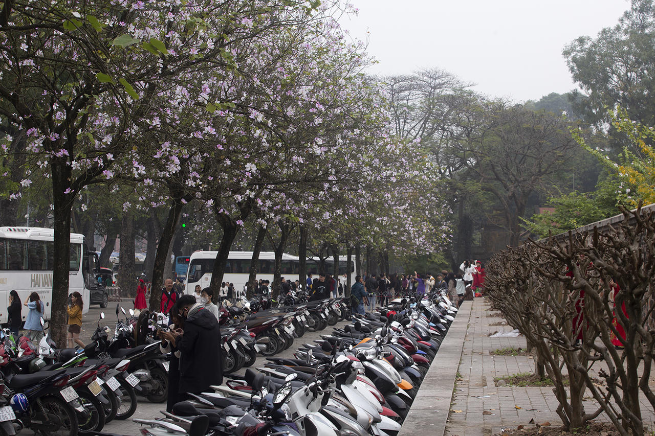 Hoa ban khoe sắc giữa lòng Hà Nội 