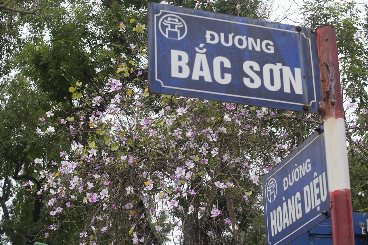 Hoa ban khoe sắc giữa lòng Hà Nội 