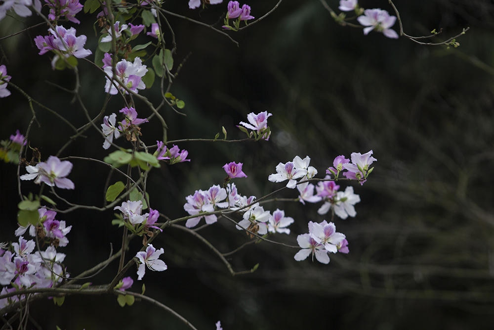 Hoa ban khoe sắc giữa lòng Hà Nội 