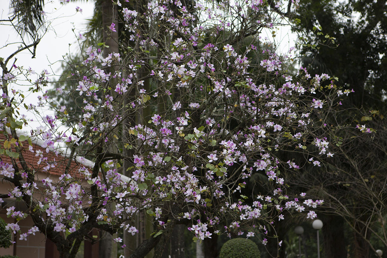 Hoa ban khoe sắc giữa lòng Hà Nội 