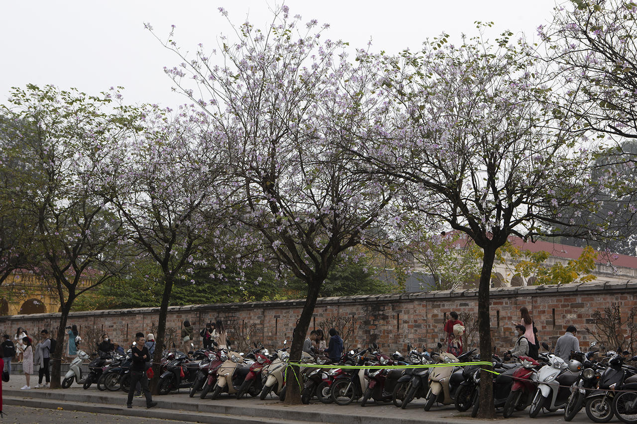 Hoa ban khoe sắc giữa lòng Hà Nội 