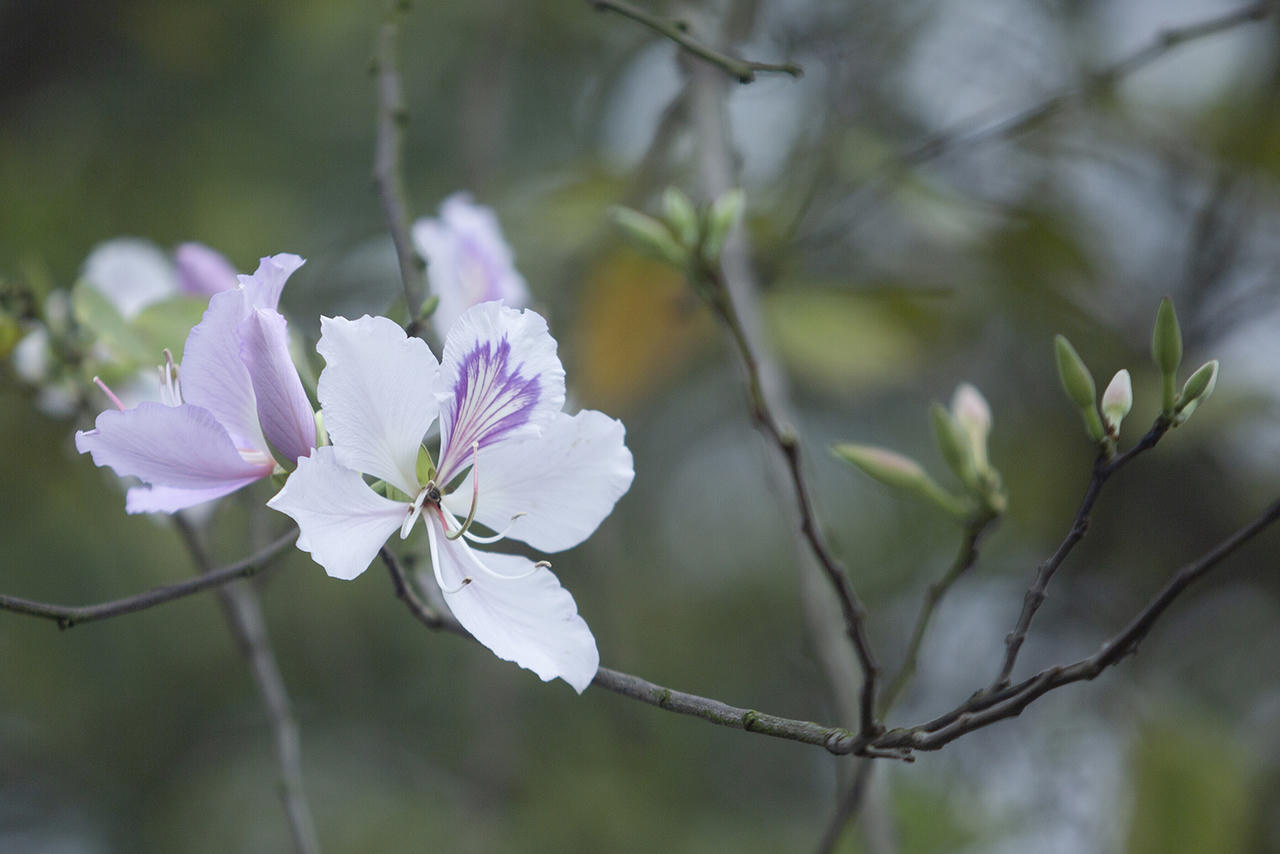 Hoa ban khoe sắc giữa lòng Hà Nội 
