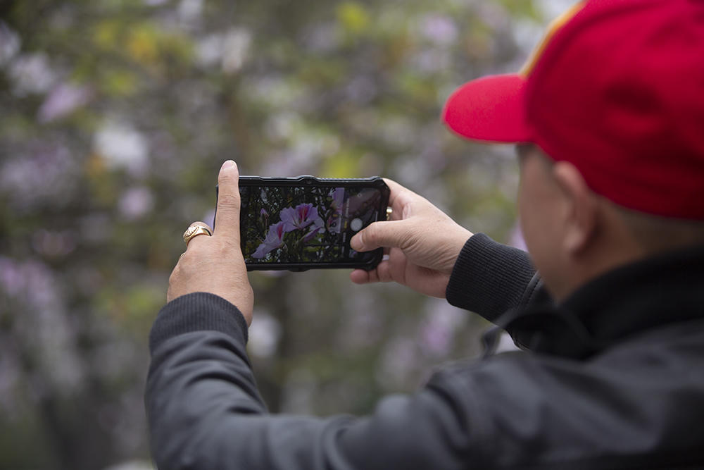 Hoa ban khoe sắc giữa lòng Hà Nội 