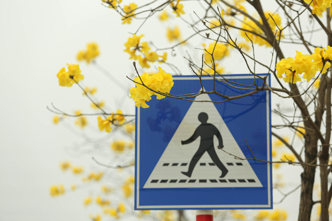 Hoa phong linh “nhuộm vàng” một góc phố Hà Nội