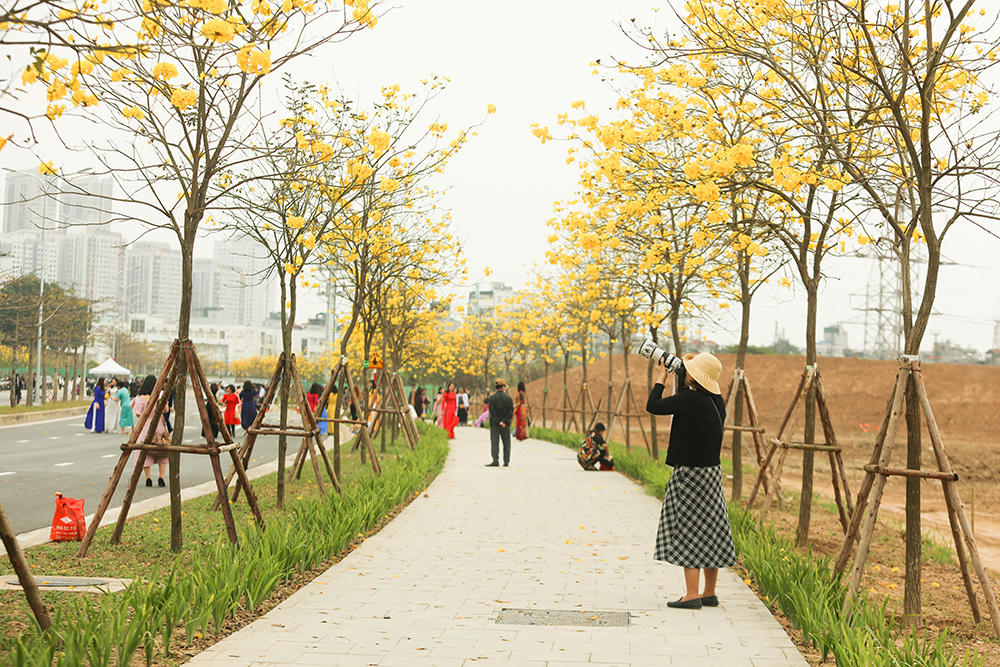 Hoa phong linh “nhuộm vàng” một góc phố Hà Nội