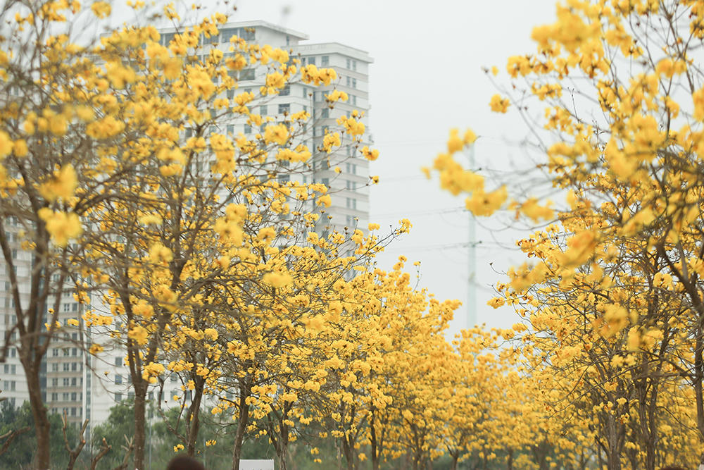 Hoa phong linh “nhuộm vàng” một góc phố Hà Nội