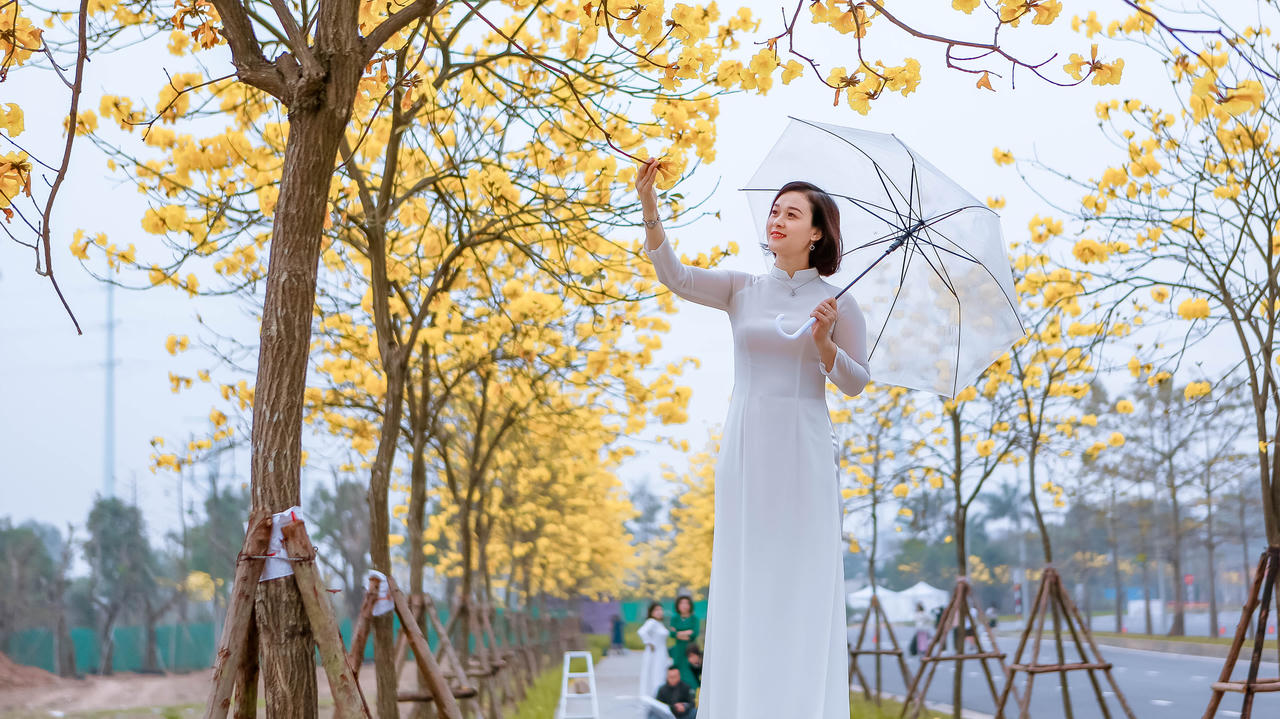 Hoa phong linh “nhuộm vàng” một góc phố Hà Nội