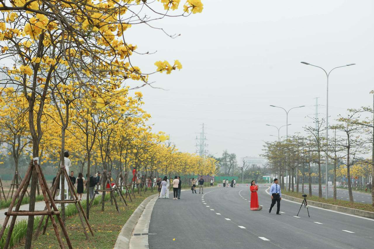 Hoa phong linh “nhuộm vàng” một góc phố Hà Nội