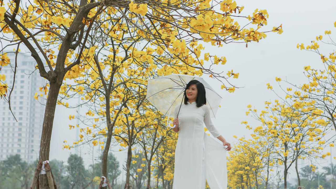 Hoa phong linh “nhuộm vàng” một góc phố Hà Nội