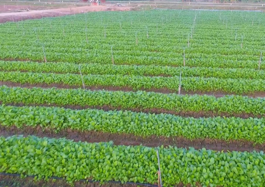 Lý Nhân nỗ lực trở thành cực phát triển quan trọng phía Đông tỉnh Hà Nam