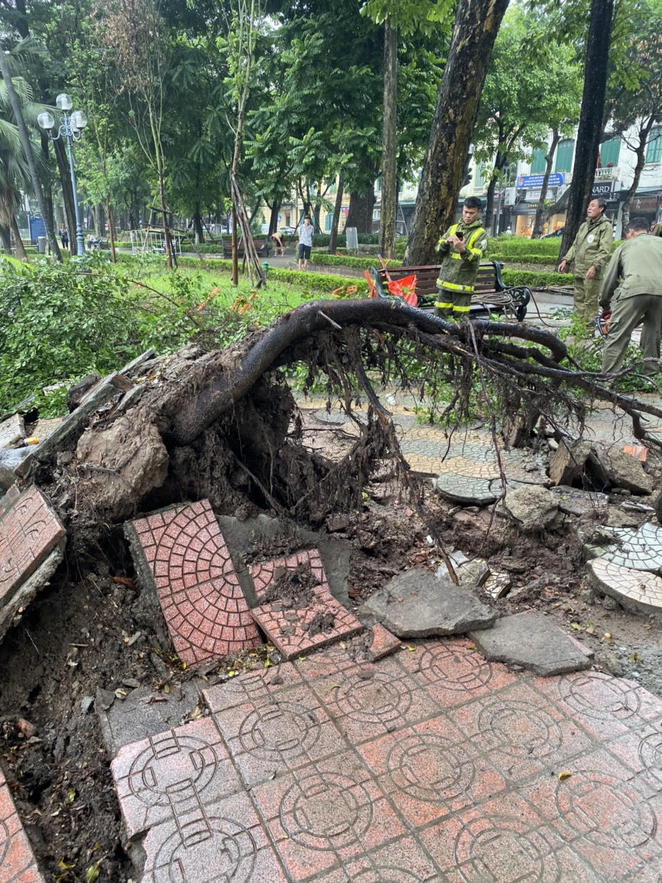 Cây xanh ven hồ Hoàn Kiếm bật gốc: Đừng để mất bò mới lo làm chuồng