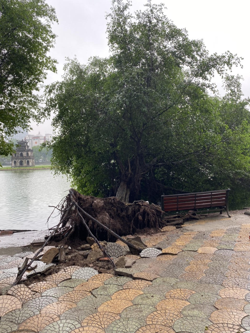 Cây xanh ven hồ Hoàn Kiếm bật gốc: Đừng để mất bò mới lo làm chuồng
