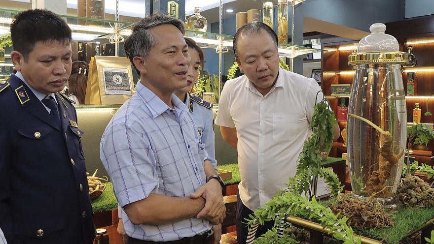 Cần phối hợp để bảo vệ thương hiệu 'quốc bảo sâm Ngọc Linh'