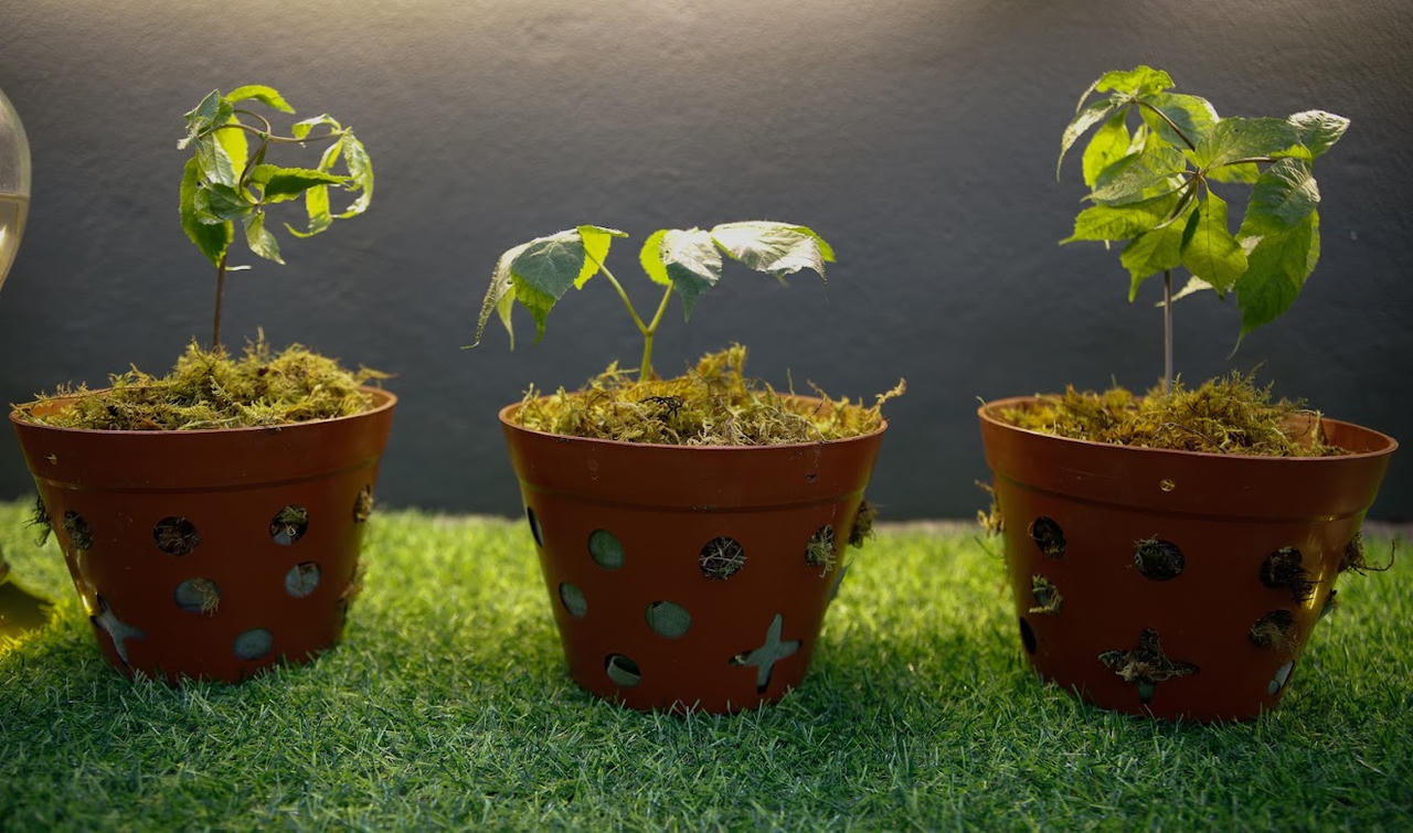 Cần phối hợp để bảo vệ thương hiệu 'quốc bảo sâm Ngọc Linh'