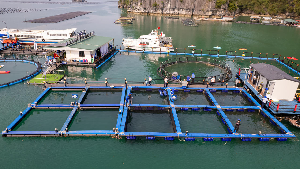 Nữ doanh nhân cùng ước mơ phụng sự 'nông nghiệp xanh'