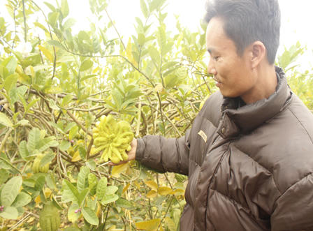 Ngắm quả tiền triệu trổ sắc vàng rực một vùng quê Hà Nội