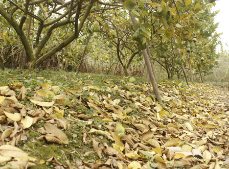 Ngắm quả tiền triệu trổ sắc vàng rực một vùng quê Hà Nội