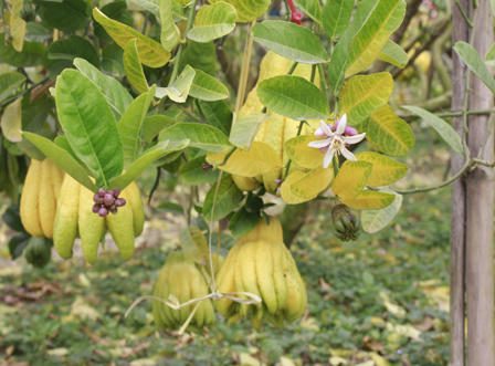 Ngắm quả tiền triệu trổ sắc vàng rực một vùng quê Hà Nội