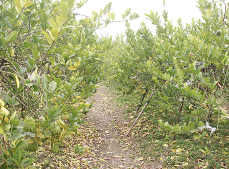 Ngắm quả tiền triệu trổ sắc vàng rực một vùng quê Hà Nội