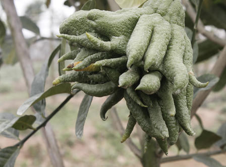 Ngắm quả tiền triệu trổ sắc vàng rực một vùng quê Hà Nội