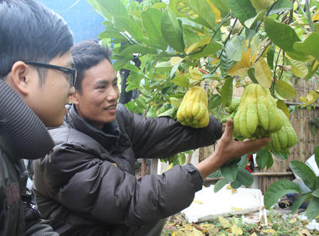 Ngắm quả tiền triệu trổ sắc vàng rực một vùng quê Hà Nội