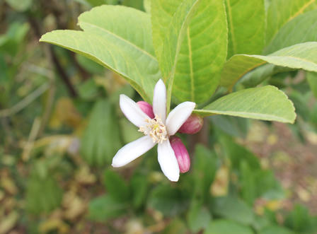 Ngắm quả tiền triệu trổ sắc vàng rực một vùng quê Hà Nội