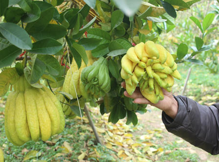 Ngắm quả tiền triệu trổ sắc vàng rực một vùng quê Hà Nội