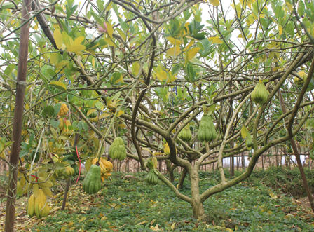 Ngắm quả tiền triệu trổ sắc vàng rực một vùng quê Hà Nội