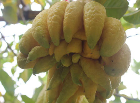 Ngắm quả tiền triệu trổ sắc vàng rực một vùng quê Hà Nội