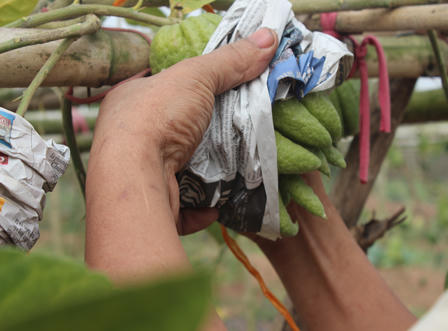 Ngắm quả tiền triệu trổ sắc vàng rực một vùng quê Hà Nội