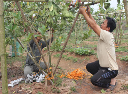 Ngắm quả tiền triệu trổ sắc vàng rực một vùng quê Hà Nội