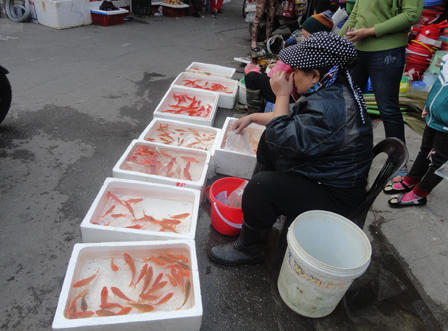 Cá cúng ông Táo “tồn” nhiều, nhiều người “săn” chép đắt tiền