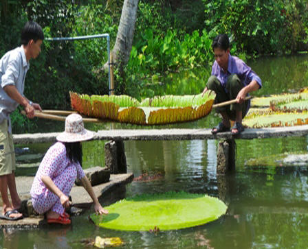 Cận cảnh loài sen “khổng lồ”, có thể chở người qua sông