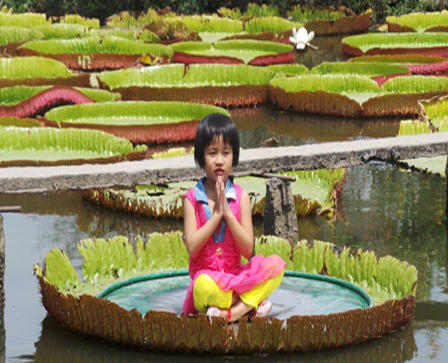 Cận cảnh loài sen “khổng lồ”, có thể chở người qua sông