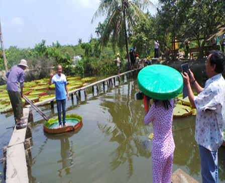 Cận cảnh loài sen “khổng lồ”, có thể chở người qua sông