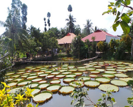 Cận cảnh loài sen “khổng lồ”, có thể chở người qua sông