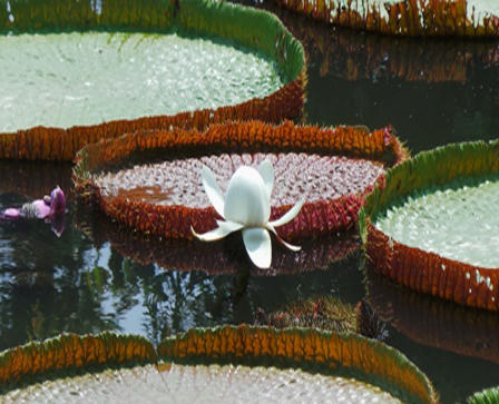 Cận cảnh loài sen “khổng lồ”, có thể chở người qua sông