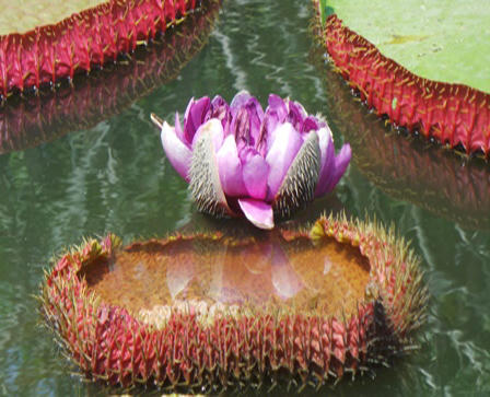 Cận cảnh loài sen “khổng lồ”, có thể chở người qua sông