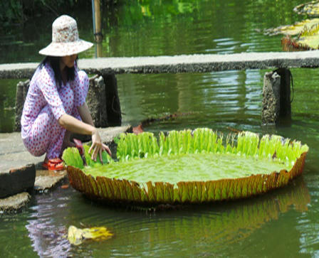 Cận cảnh loài sen “khổng lồ”, có thể chở người qua sông